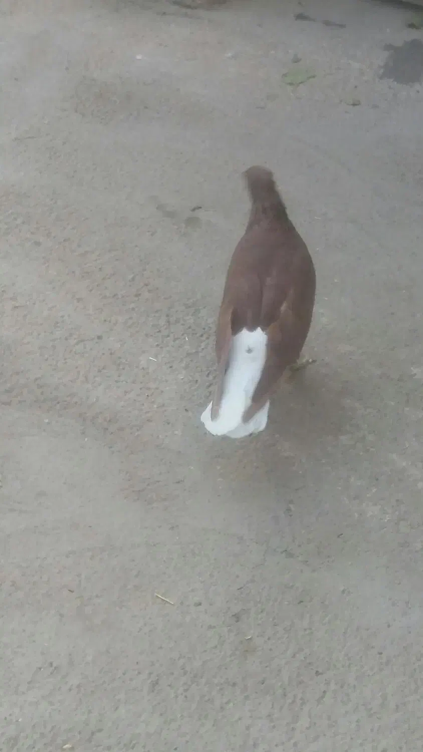 سرخ دمسفید|حیوانات|تاکستان, |دیوار