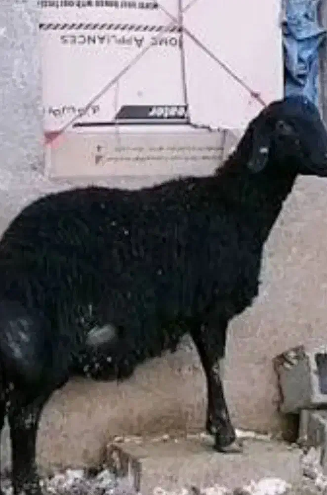 گوسفندزنده بره میش بز|حیوانات مزرعه|پاکدشت, پاکدشت (مامازند)|دیوار