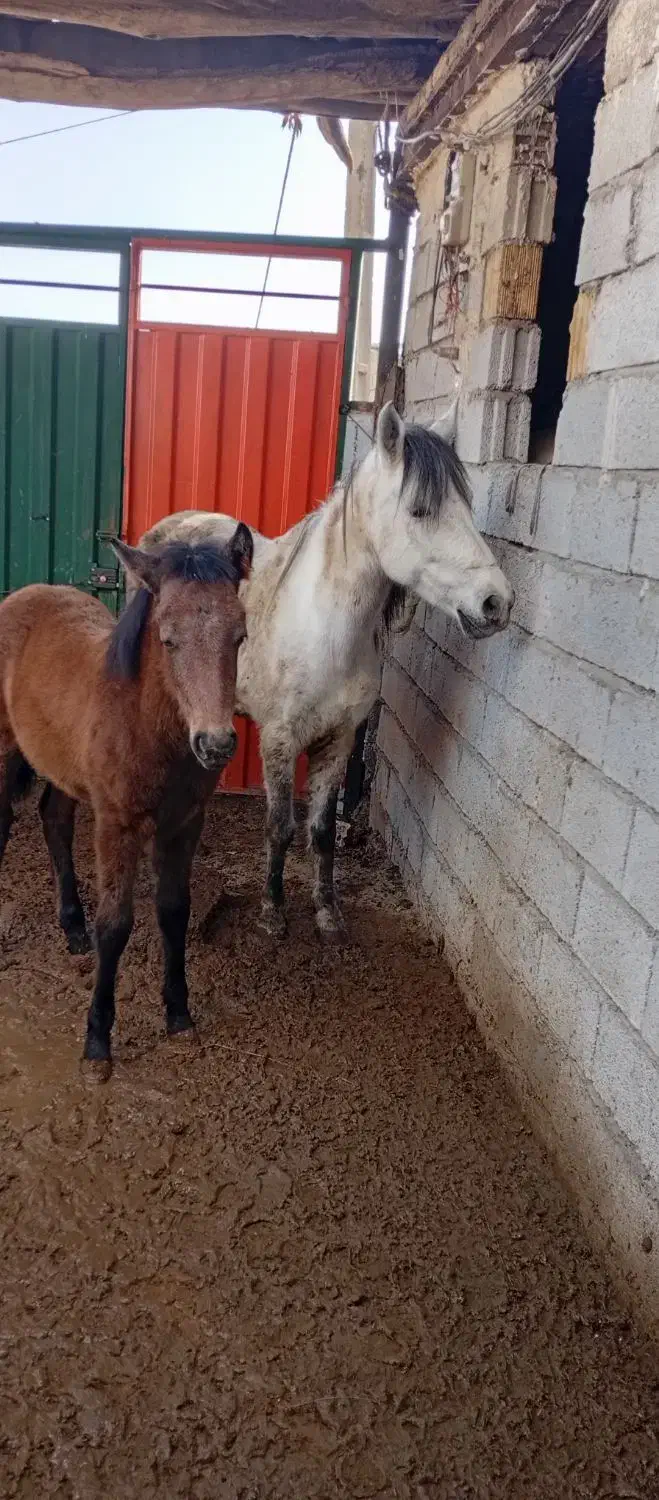 مادیان چابک سالم بافنوتیپ عالی باکره نریان سرحال|اسب و تجهیزات اسبسواری|باسمنج, |دیوار