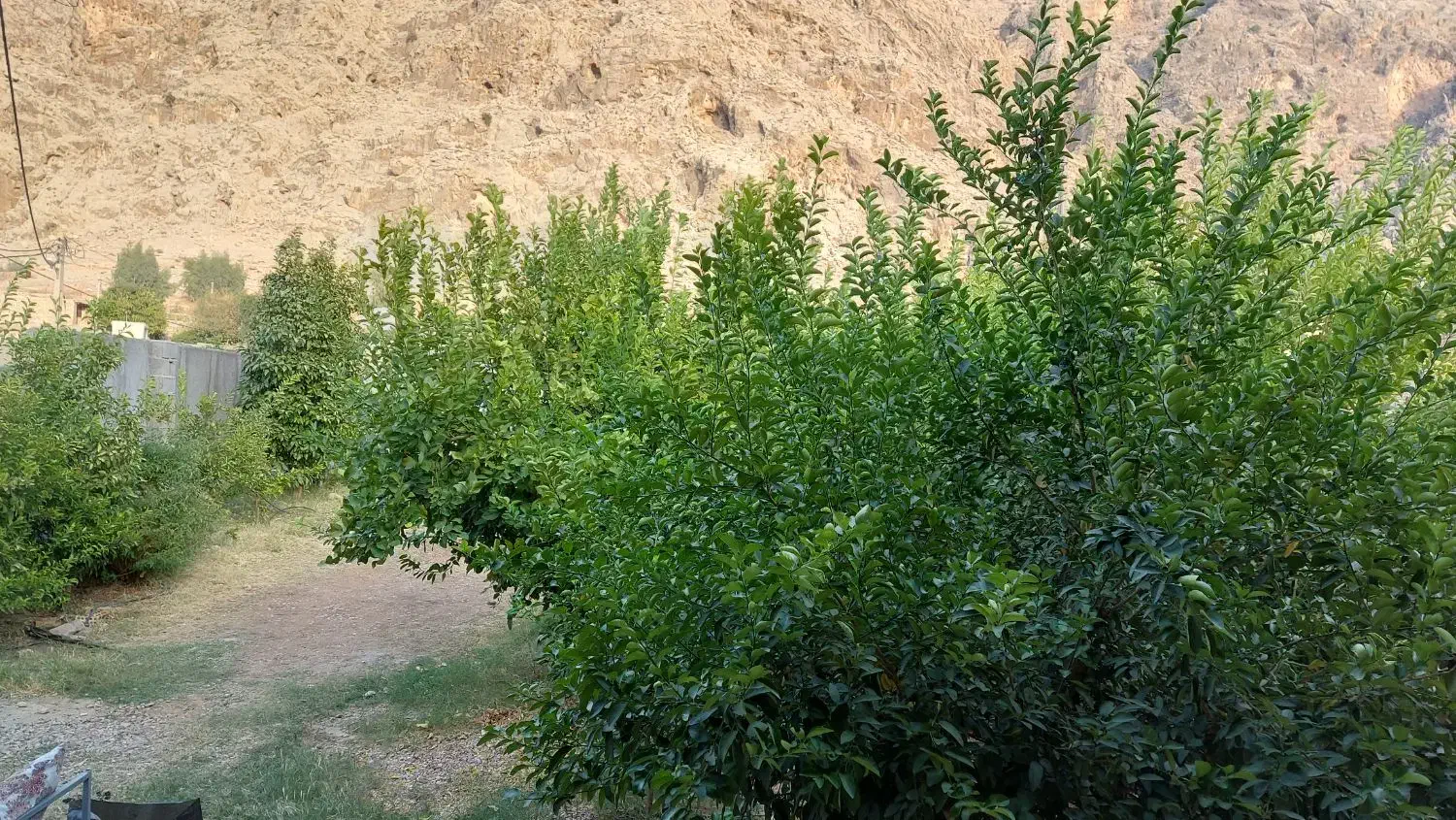 اجاره خانه باغ کوتاه مدت|اجارهٔ کوتاه‌مدت ویلا و باغ|ایذه, |دیوار