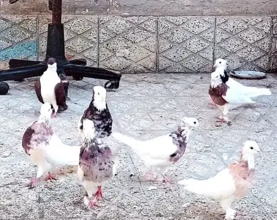 طوقی 7تا 4تومن|پرنده|سبزوار, شهرک ابوذر|دیوار