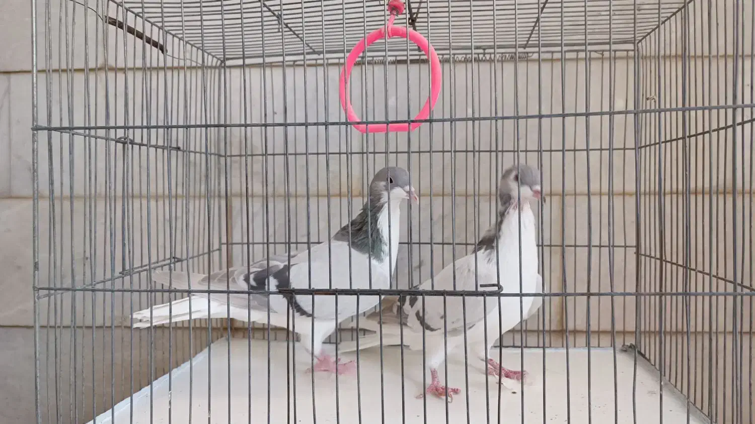 چن جفت پرنده ساده سینه|پرنده|اسفراین, |دیوار