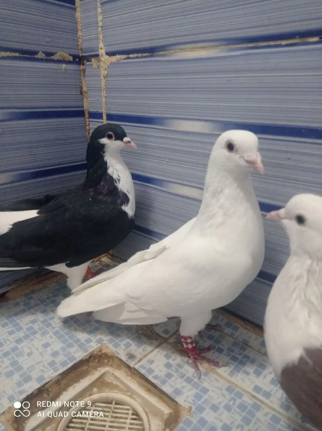 کبوتر|پرنده|نیشابور, فردوسی جنوبی|دیوار