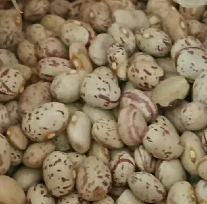 لوبیا چیتی وقرمز|عمده‌فروشی|لنجان, |دیوار