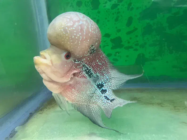 ماهی فلاور|ماهی|زنجان, |دیوار