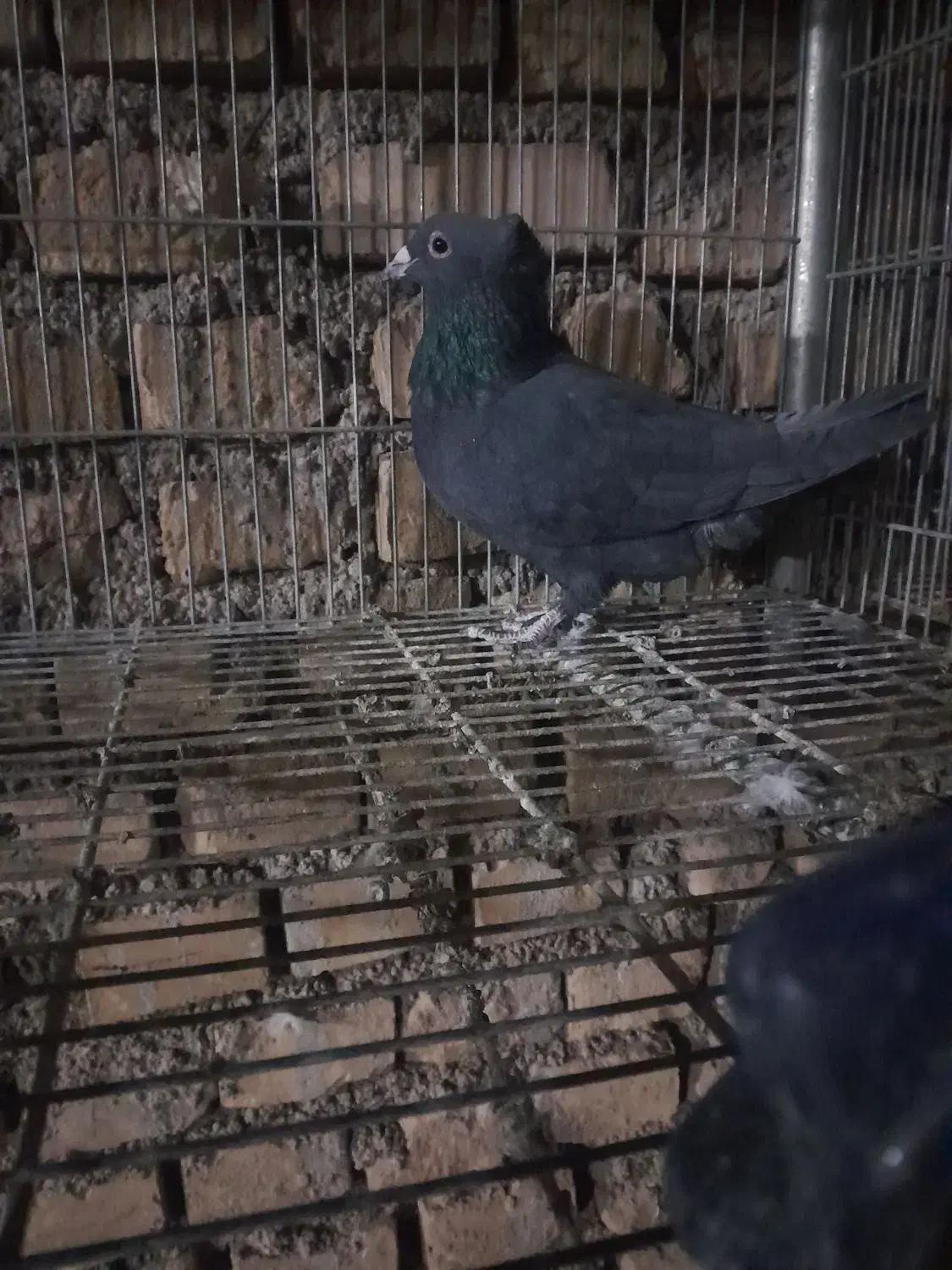 زاغ ابادانی. نر|پرنده|مروست, |دیوار