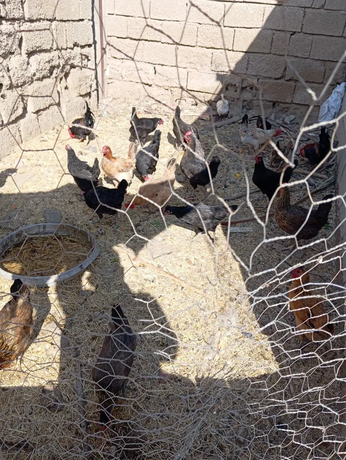 مرغ عربی|حیوانات مزرعه|رامشیر, |دیوار