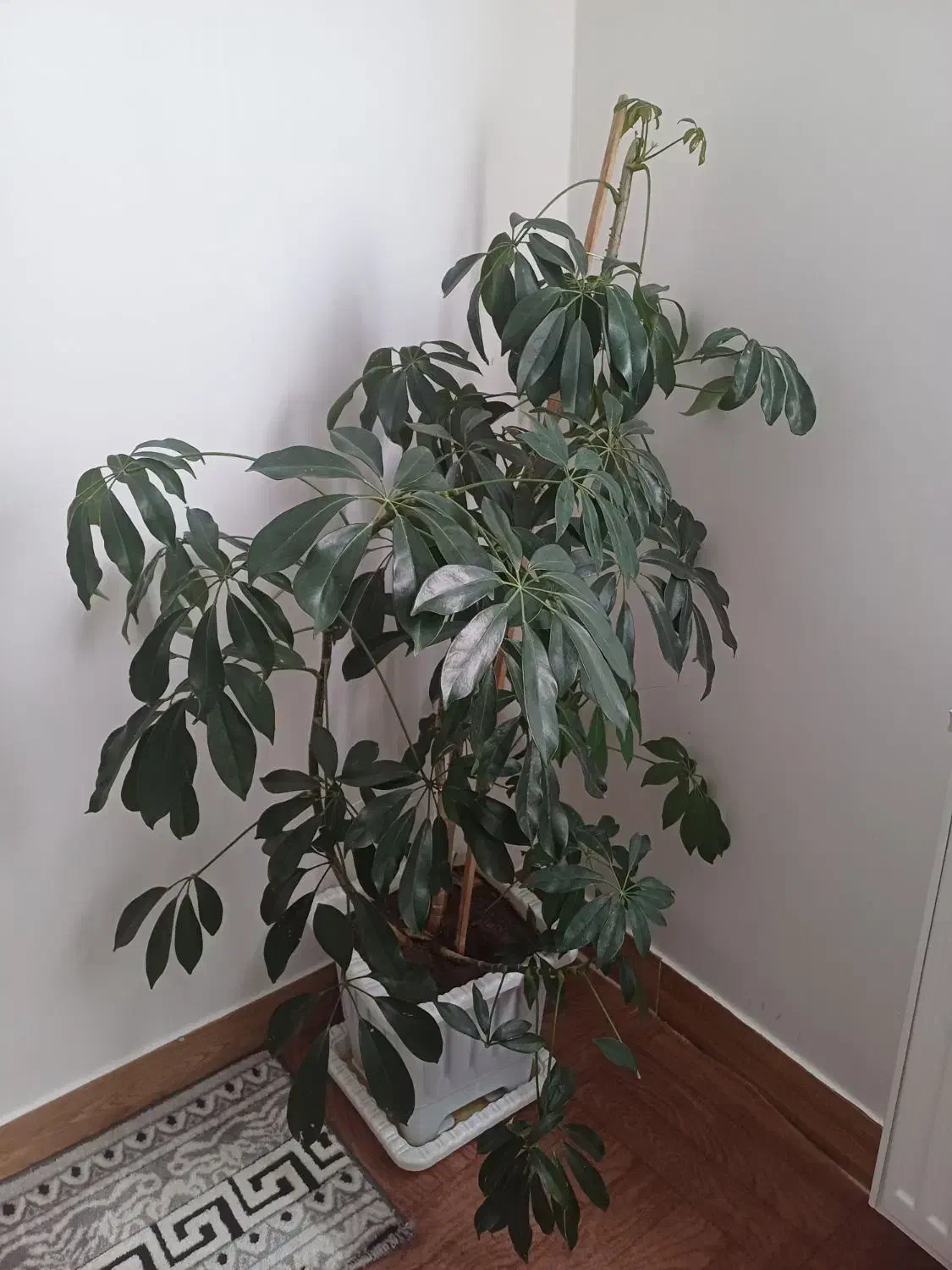 گل شلفرا آربوریکلا بزرگ|گل و گیاه طبیعی|خلخال, |دیوار