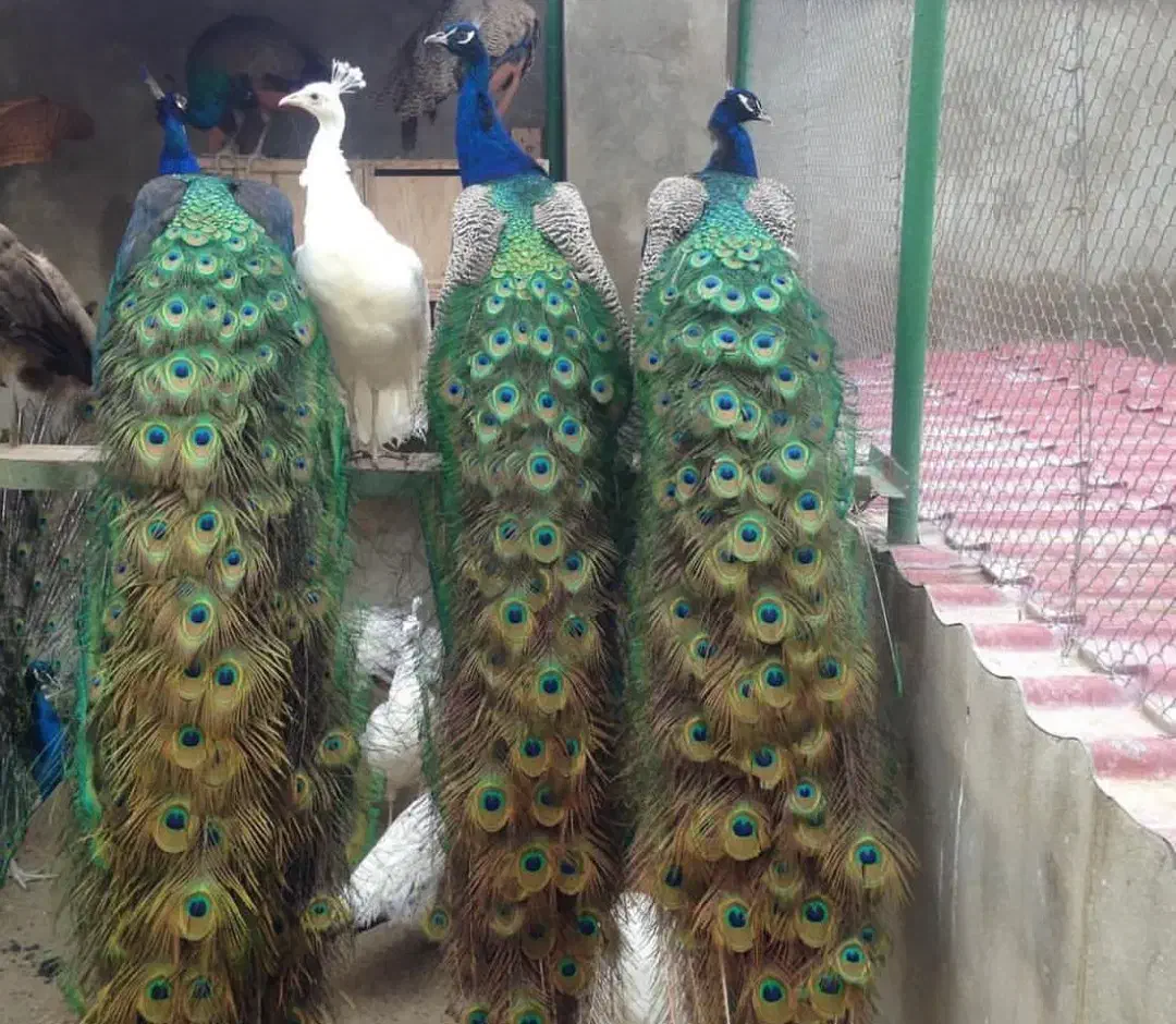 پرنده زینتی|پرنده|ارسنجان, |دیوار