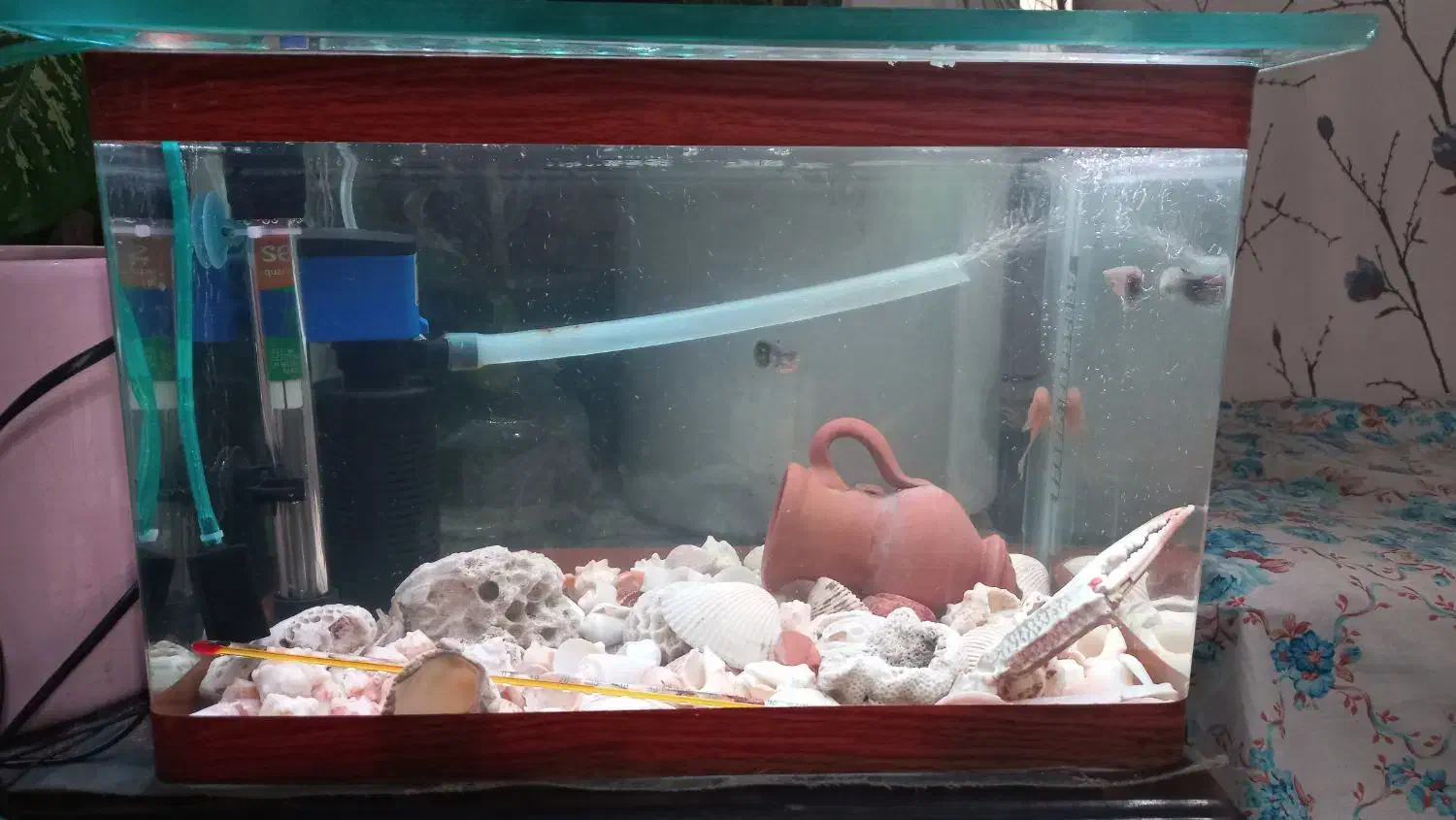 اکواریوم شیشه خم|ماهی|شیراز, ملاصدرا|دیوار