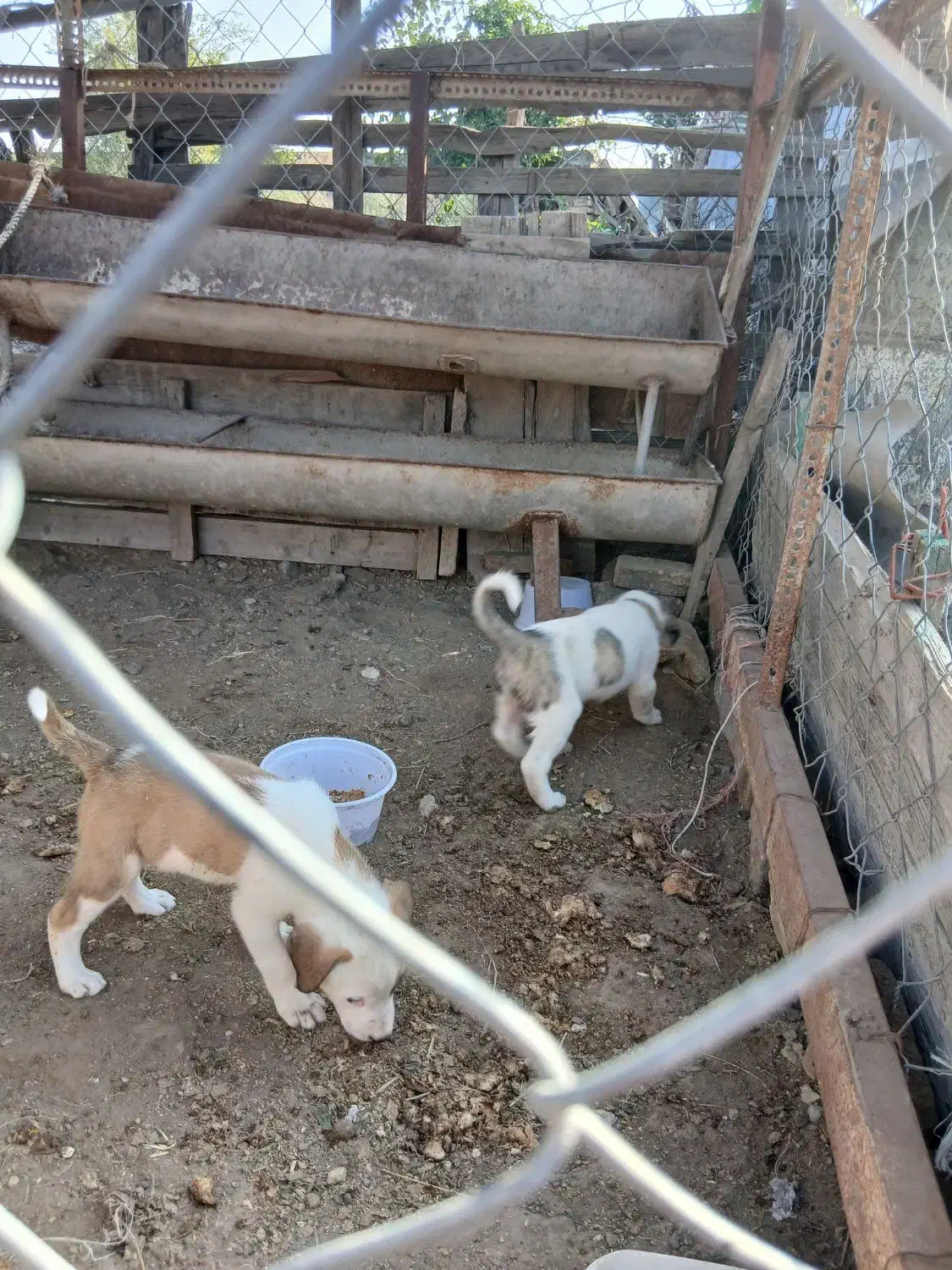 سگ دو رگه ترکمن الابای|سگ|سیمین شهر, |دیوار