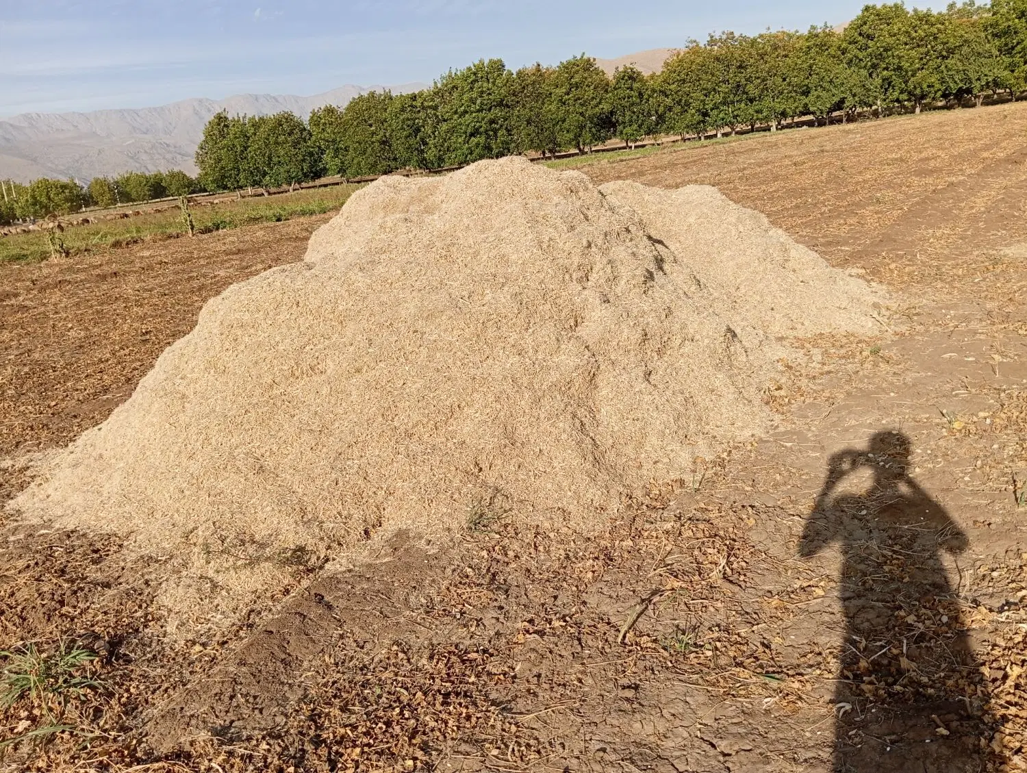 کاه|گل و گیاه طبیعی|الشتر, |دیوار