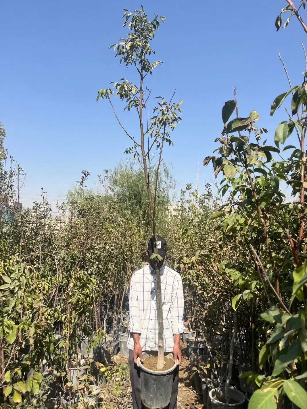 درخت گردو اسراییلی مطابق عکس ۸۵۰|خدمات باغبانی و درختکاری|تهران, فرودگاه مهرآباد|دیوار