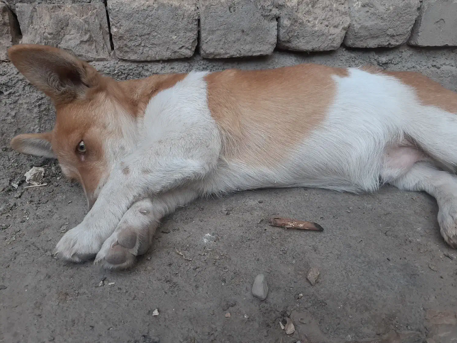 سگ خانگی|سگ|قم, صدوق|دیوار