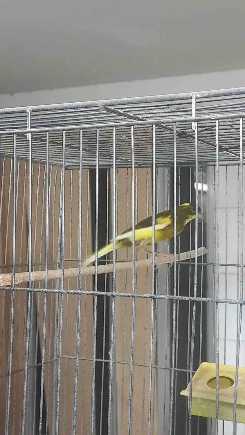 جفت قناری آماده|پرنده|اردکان, |دیوار