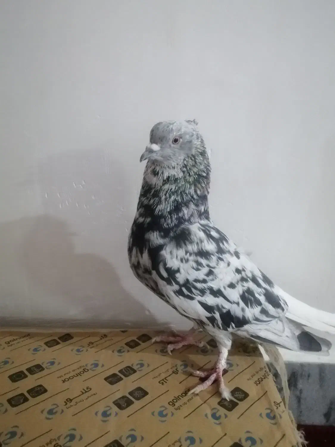 کبوتر|پرنده|رامهرمز, |دیوار