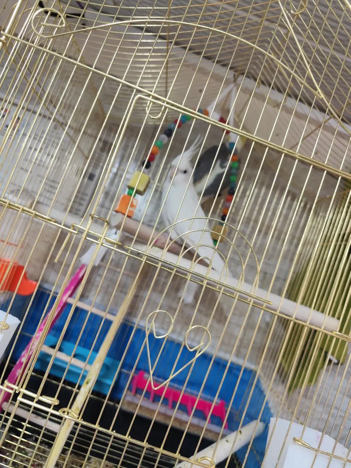 عروس هلندی|پرنده|بناب, |دیوار