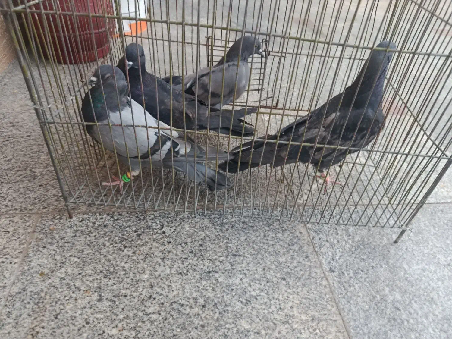 کبوتر|پرنده|سیرجان, |دیوار