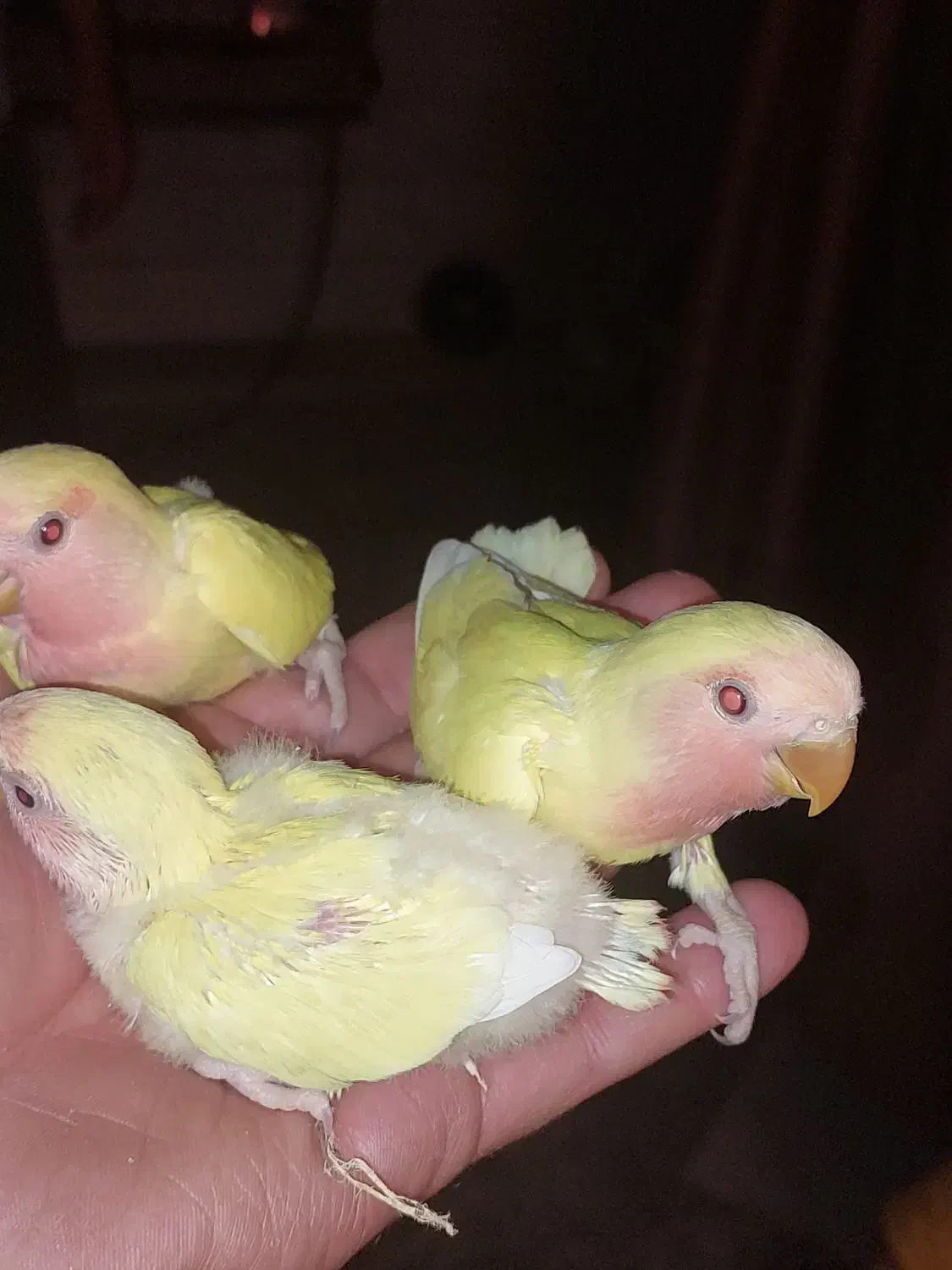 جوجه کوتوله|پرنده|قم, سراجه (۱۵ خرداد)|دیوار