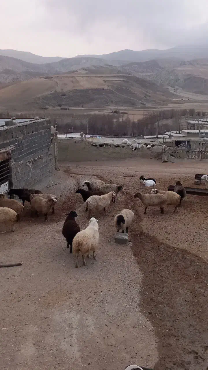 میش داشتی|حیوانات مزرعه|قوچان, |دیوار