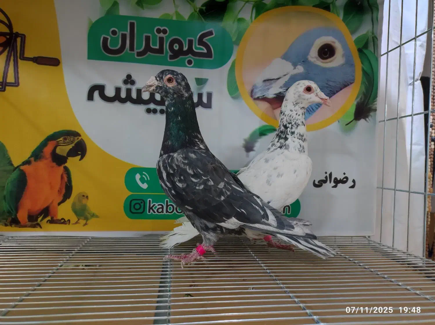 کبوتر شهرستانی|پرنده|سربیشه, |دیوار