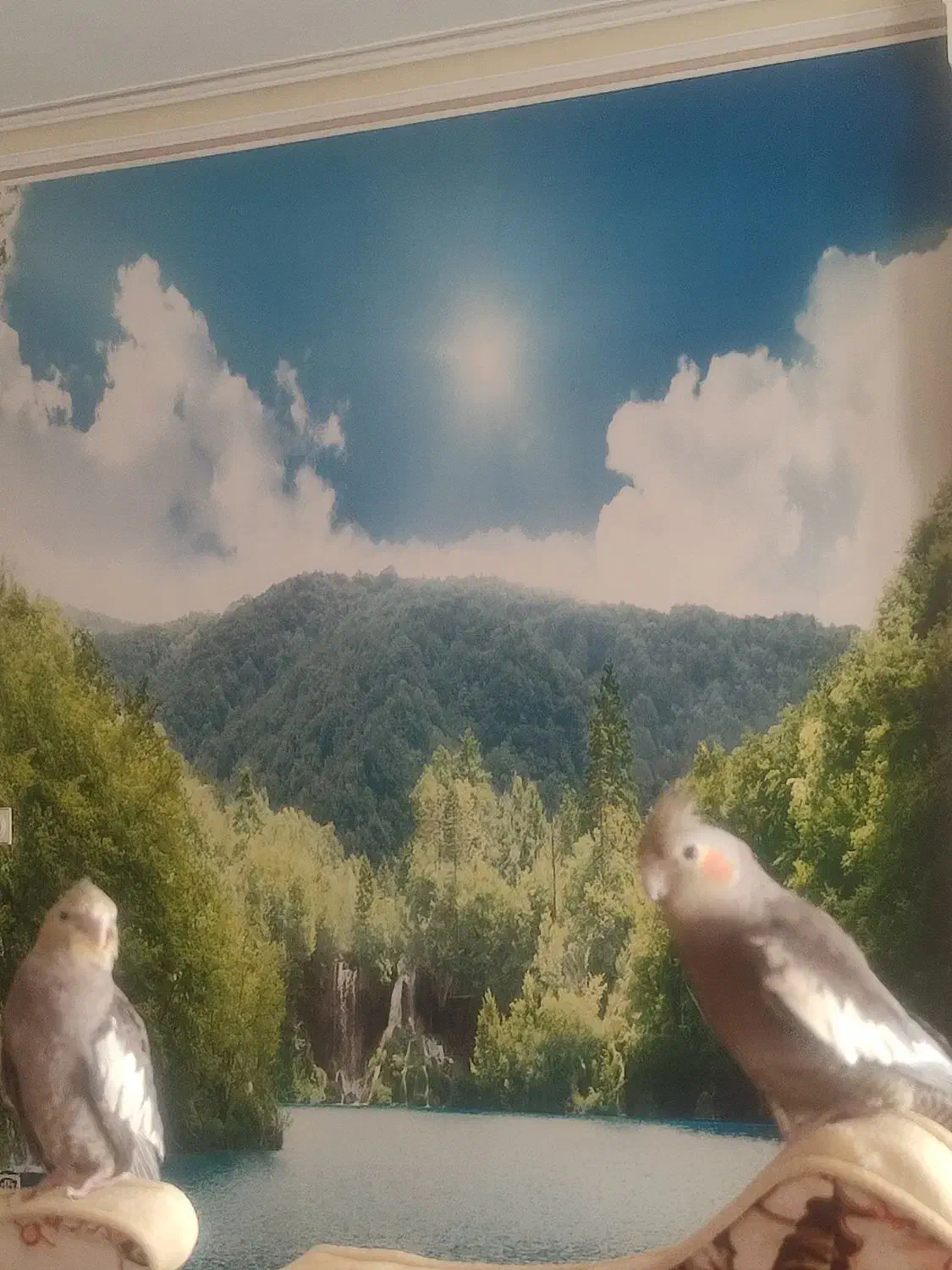 کت و شلوار و عروس|لباس|قزوین, |دیوار