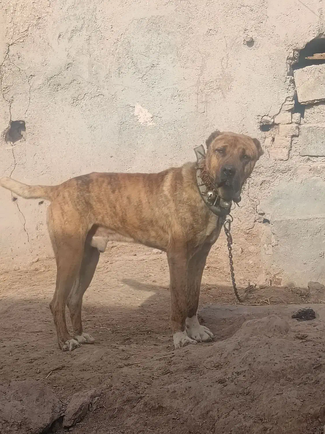 سگ افغان گله|سگ|رادکان, |دیوار