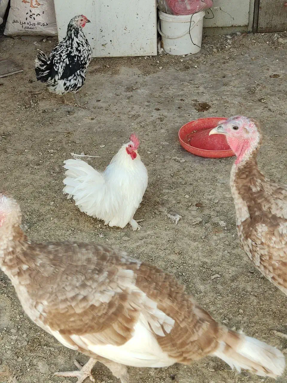 خروس و بوقلمون|حیوانات مزرعه|مشهد, رضاییه|دیوار