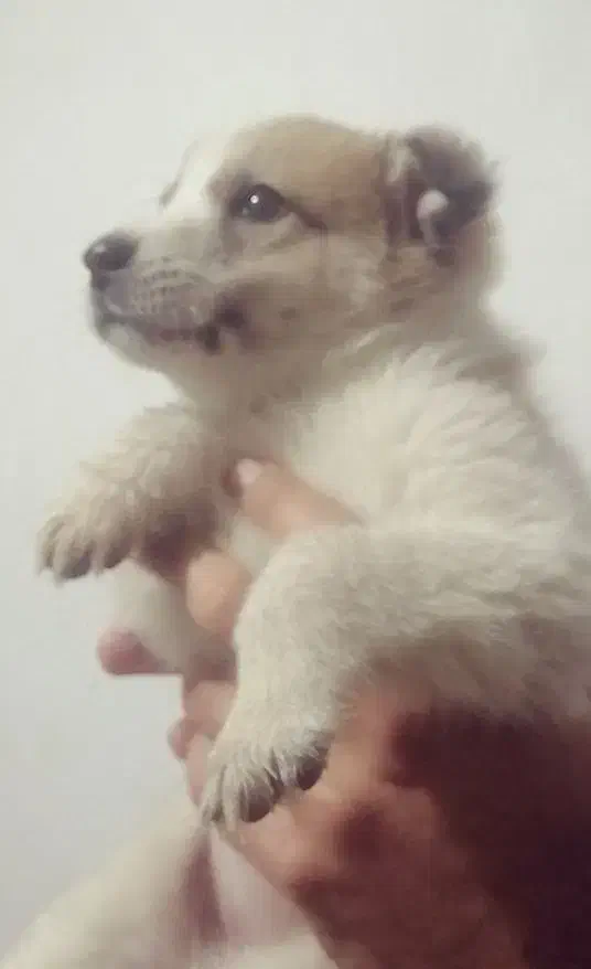 قدر جونی سرابی ماده|سگ|شیراز, سعدیه شمالی|دیوار