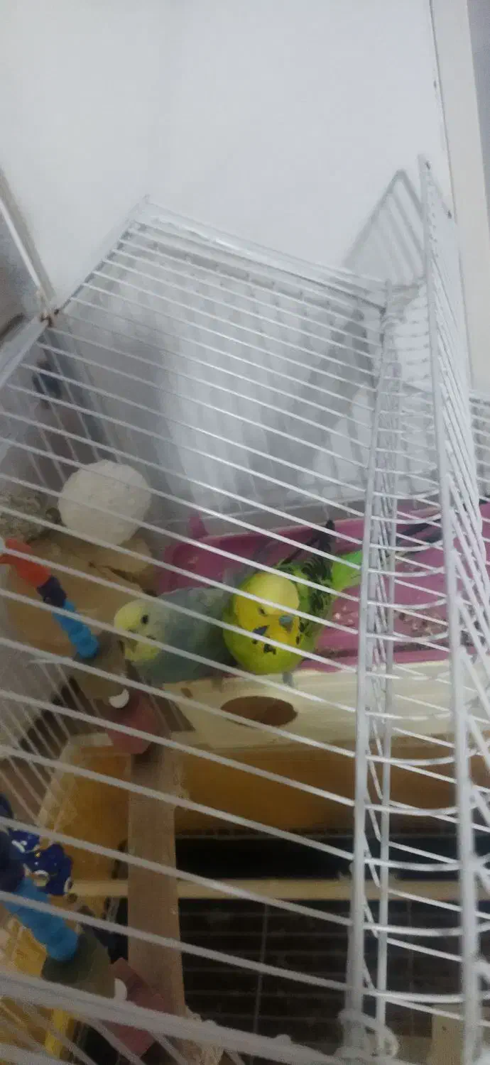 مرغ عشق|پرنده|محمدیه-قزوین, |دیوار