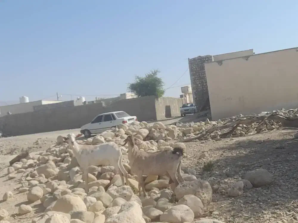 بز اشکالی کهره نر زیرش هیکلی و یدونه بز آبستن|حیوانات مزرعه|مهران (هرمزگان), |دیوار