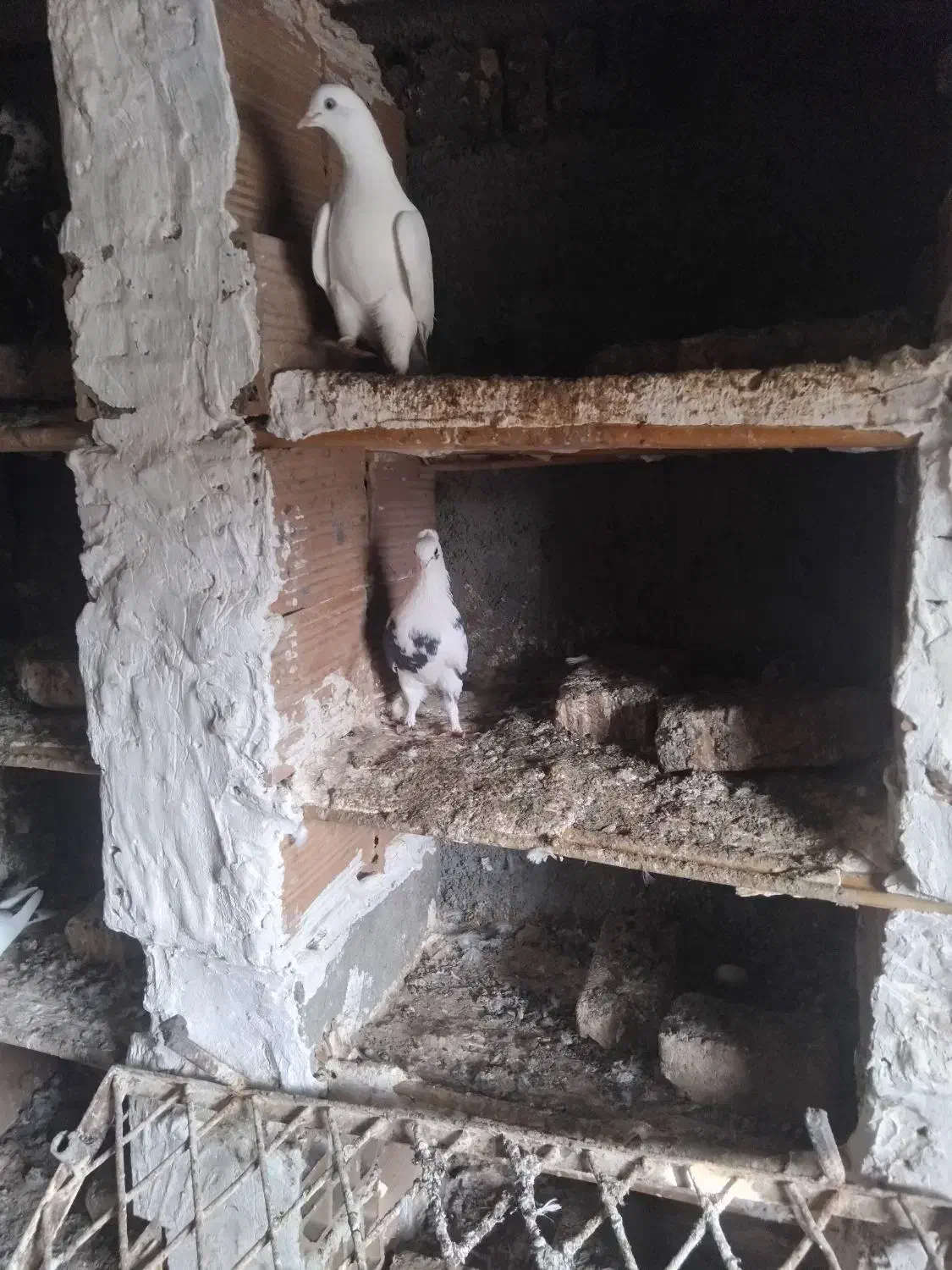 کفترهای گلچین شده|پرنده|گمیشان, |دیوار