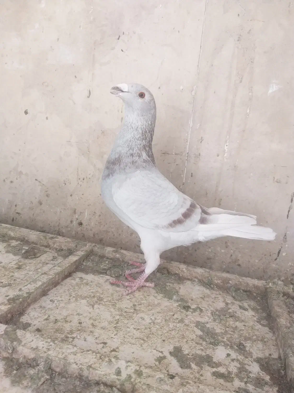 شوریسر|پرنده|گراش, |دیوار