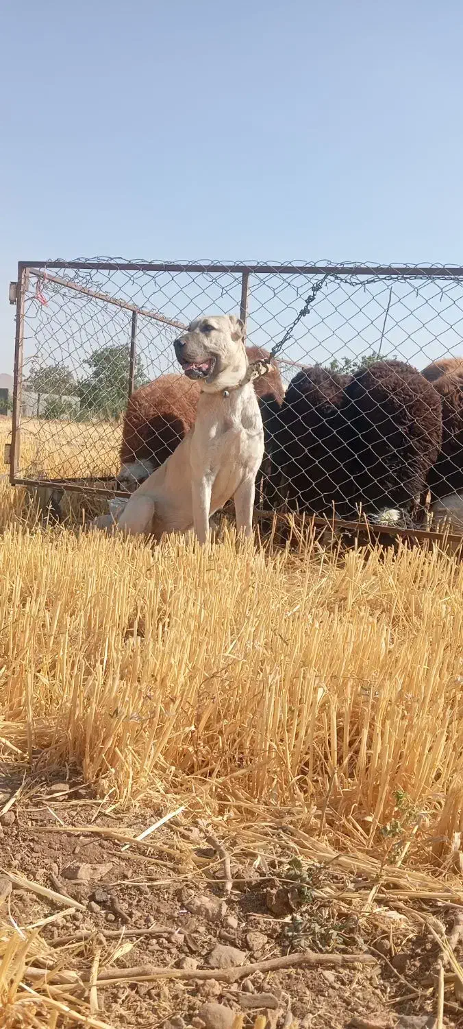 سگ سرابی|سگ|خنداب, |دیوار