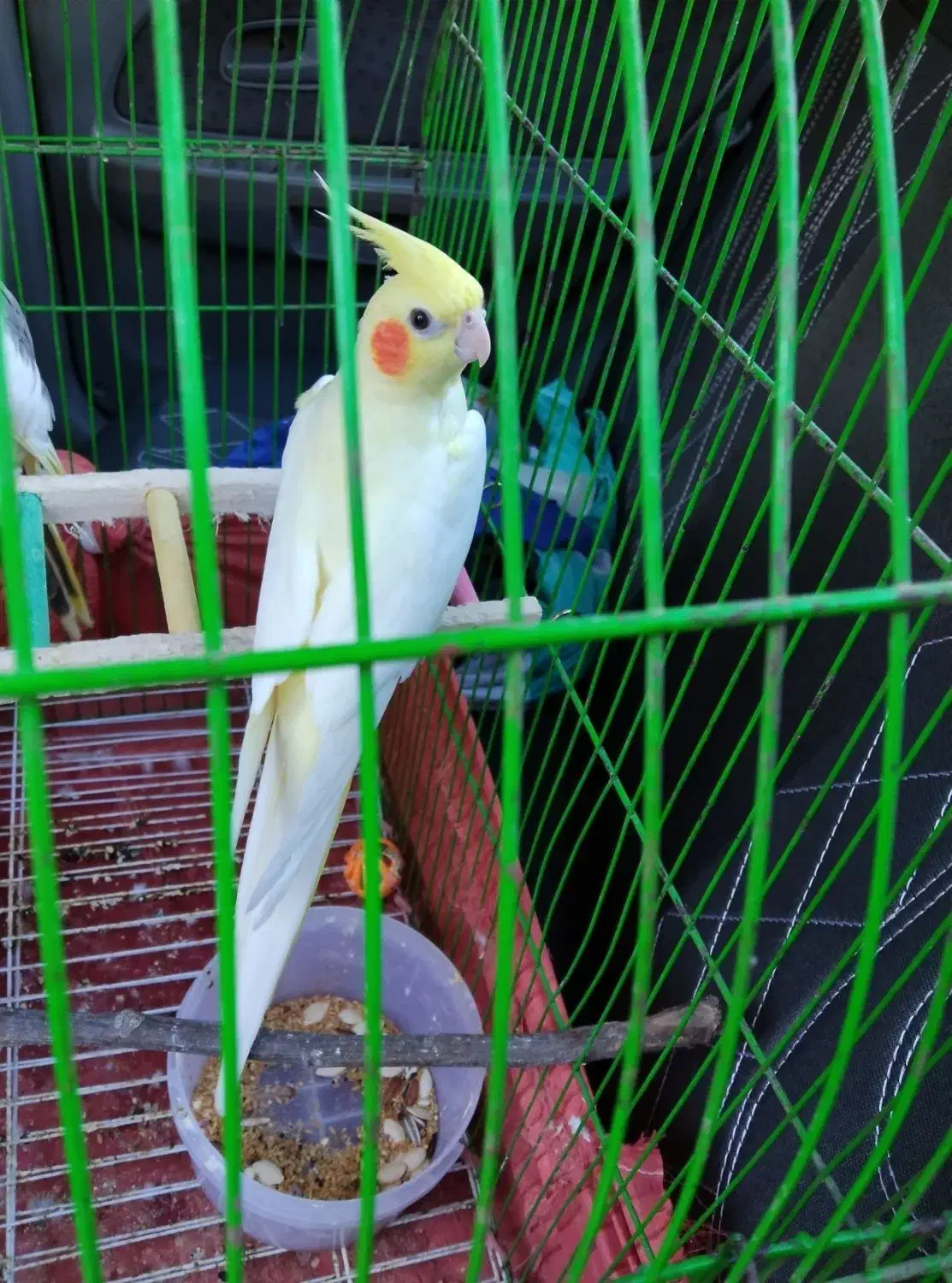 عروس هلندی|پرنده|آشخانه, |دیوار