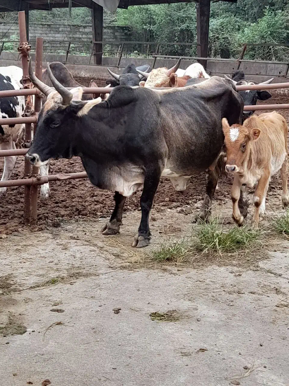 گاو آث ناف دار کول دار همه چی تمام|حیوانات مزرعه|عباسآباد, |دیوار