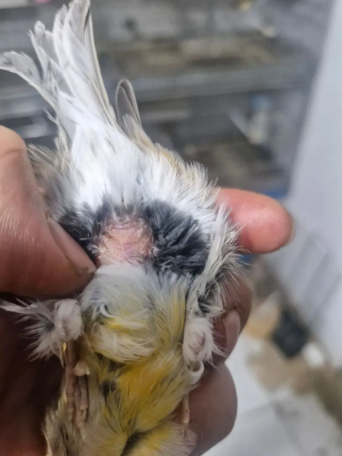 قناری ماده اوپال آماده آماده|پرنده|تهران, سردارجنگل|دیوار