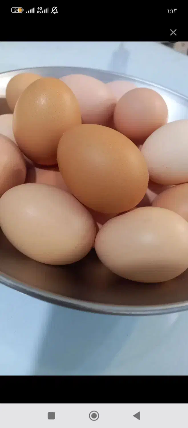 تخم مرغ محلی ارگانیک تازه ارسال رایگان درب منزل|حیوانات مزرعه|مشهد, فرهنگ|دیوار