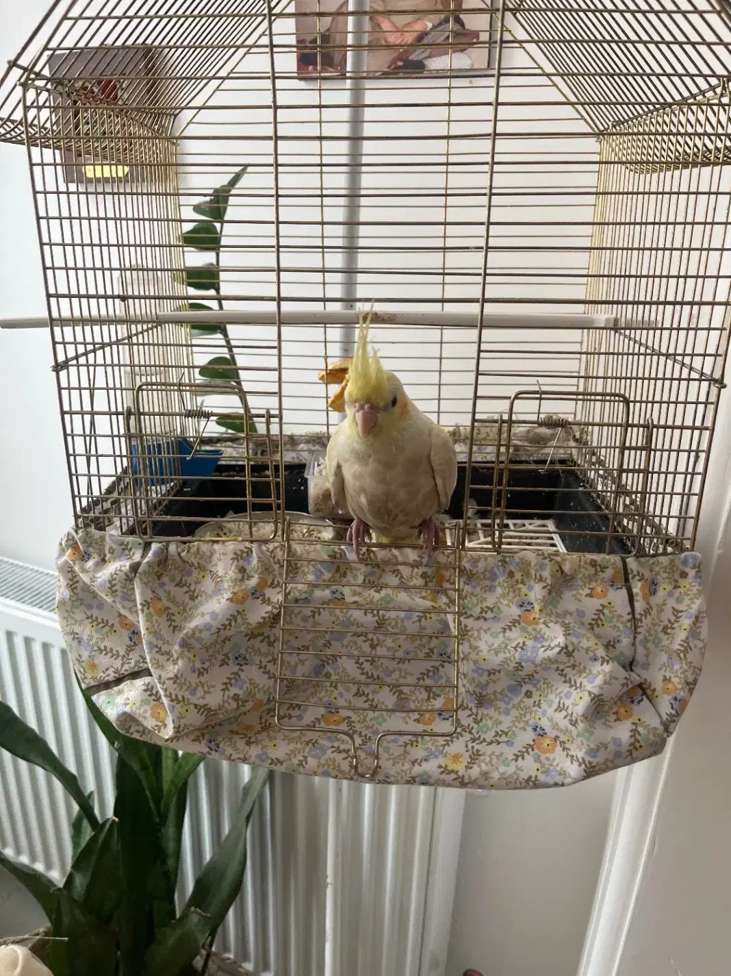 عروس هلندی گم کردم|حیوانات|قم, سعادتی|دیوار