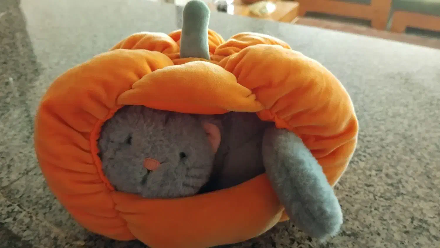 عروس گربه ،داخل کدو تنبل|اسباب‌بازی بچه|بروجرد, |دیوار