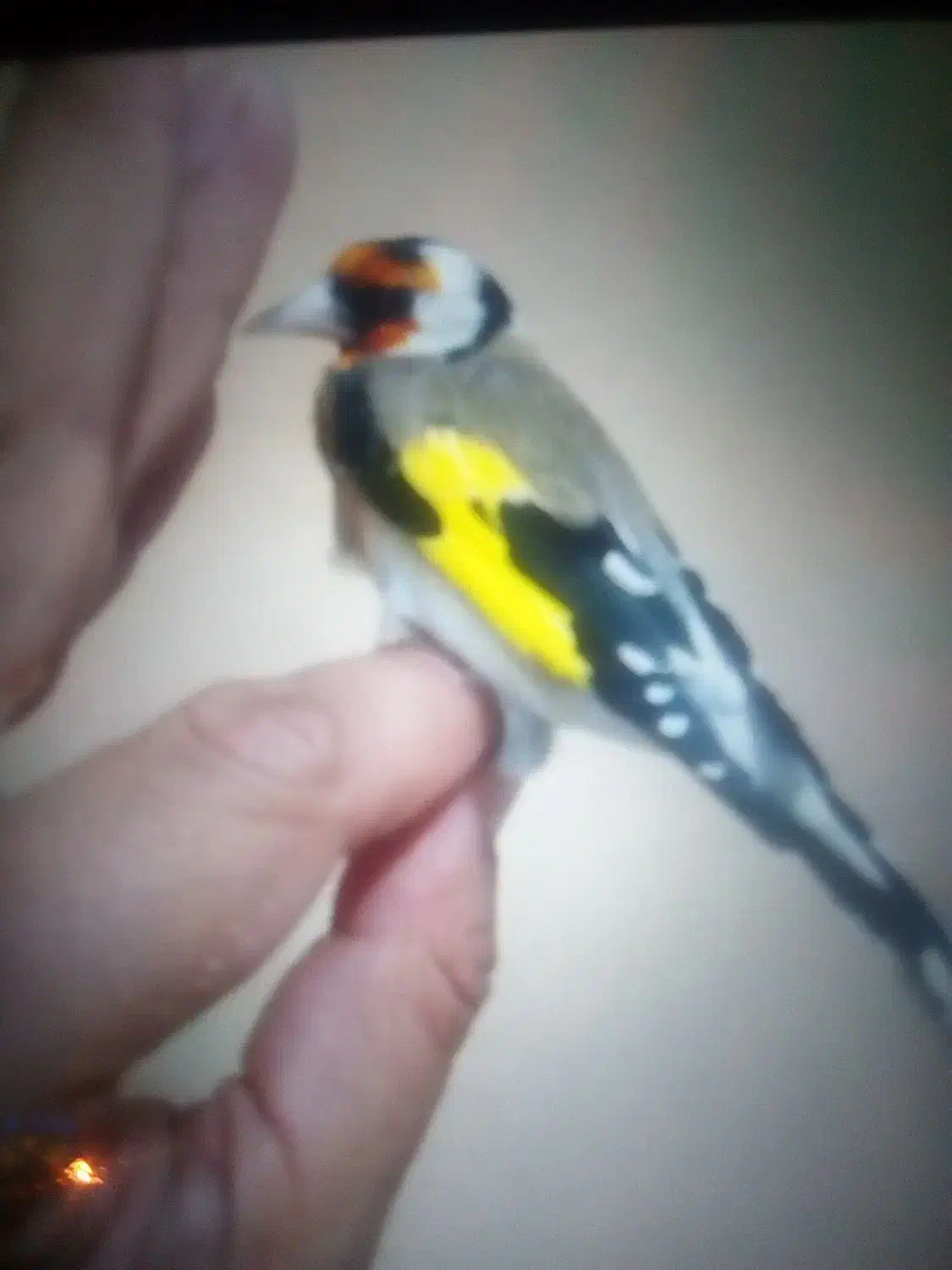 سهره نر|پرنده|رشت, فلسطین|دیوار