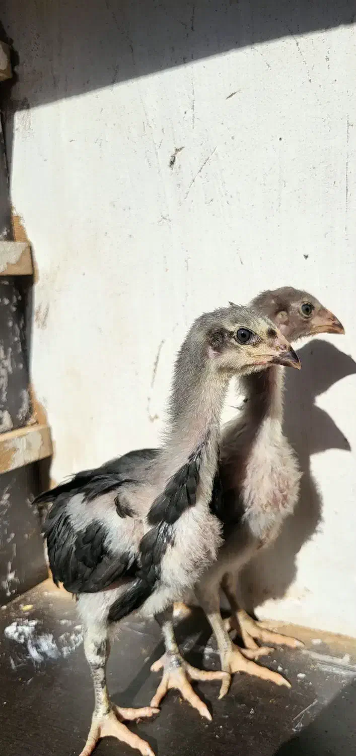 جوجه لاری|حیوانات مزرعه|تربت جام, شهرک آزادگان|دیوار