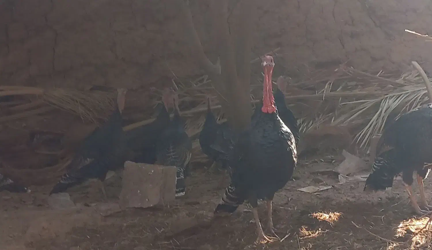 8 عدد بوقلمو|حیوانات مزرعه|بم, |دیوار