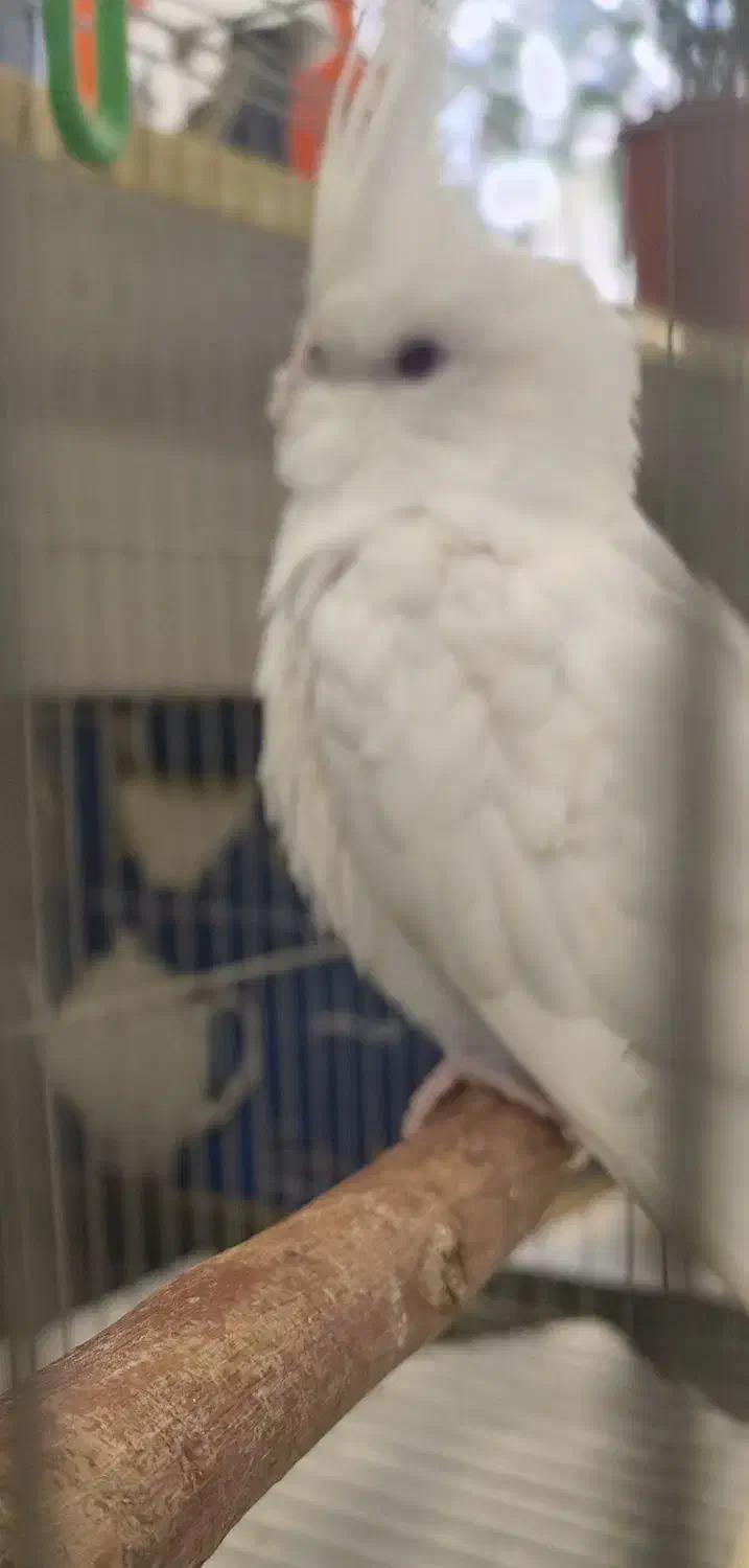 عروس هلندی|پرنده|ری, شهرری|دیوار