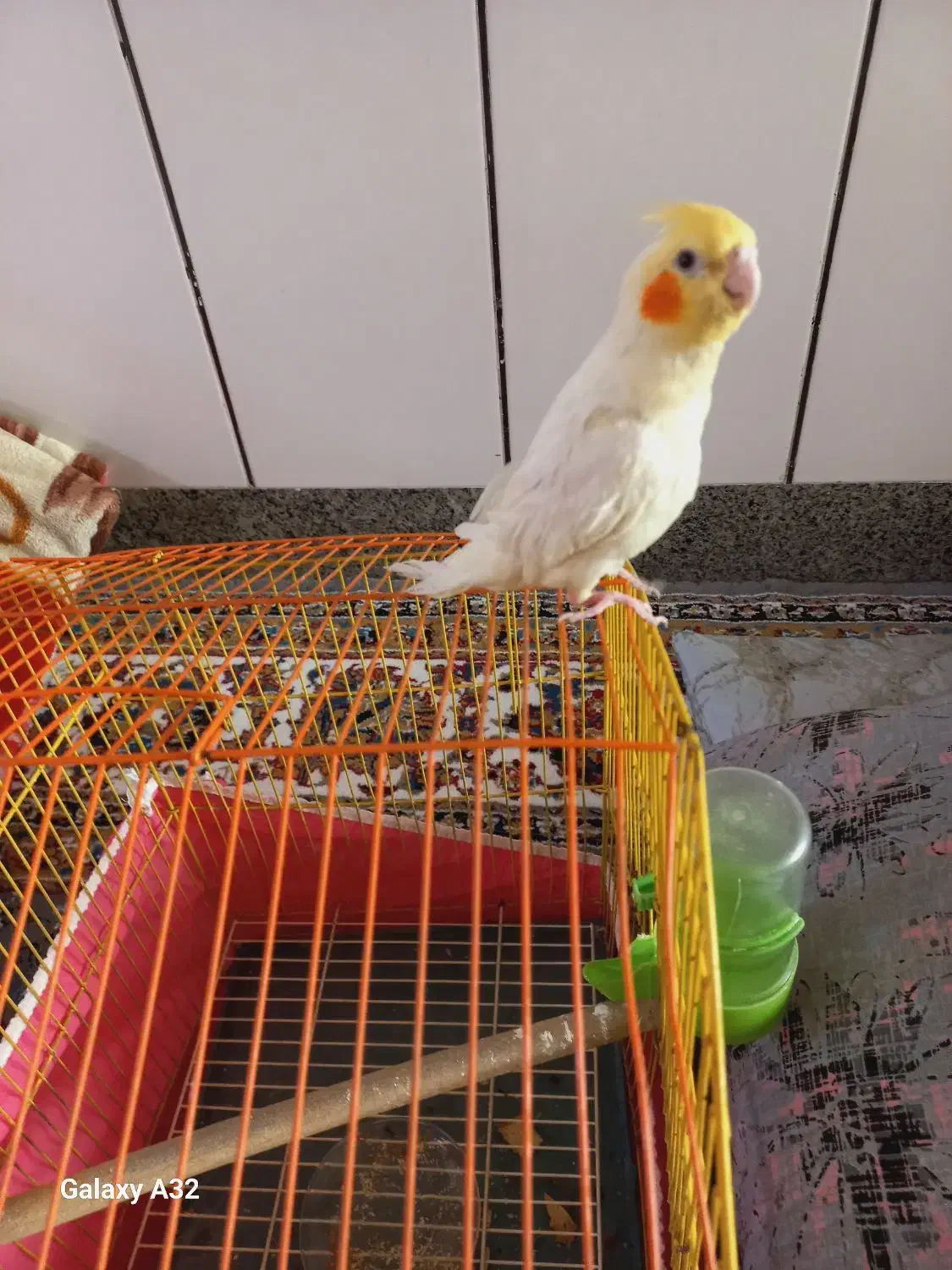 عروس هلندی نر|پرنده|اصفهان, جلالیه|دیوار