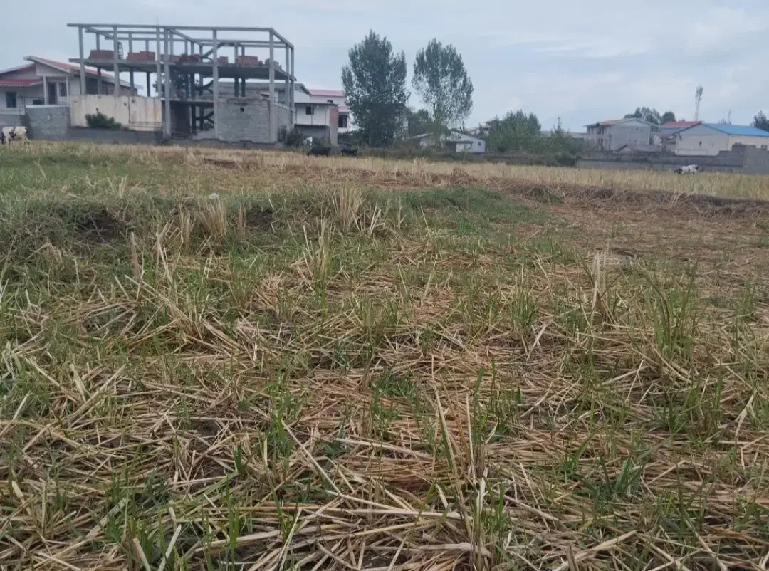 زمین شالی|فروش زمین و ملک کلنگی|لوندویل, |دیوار