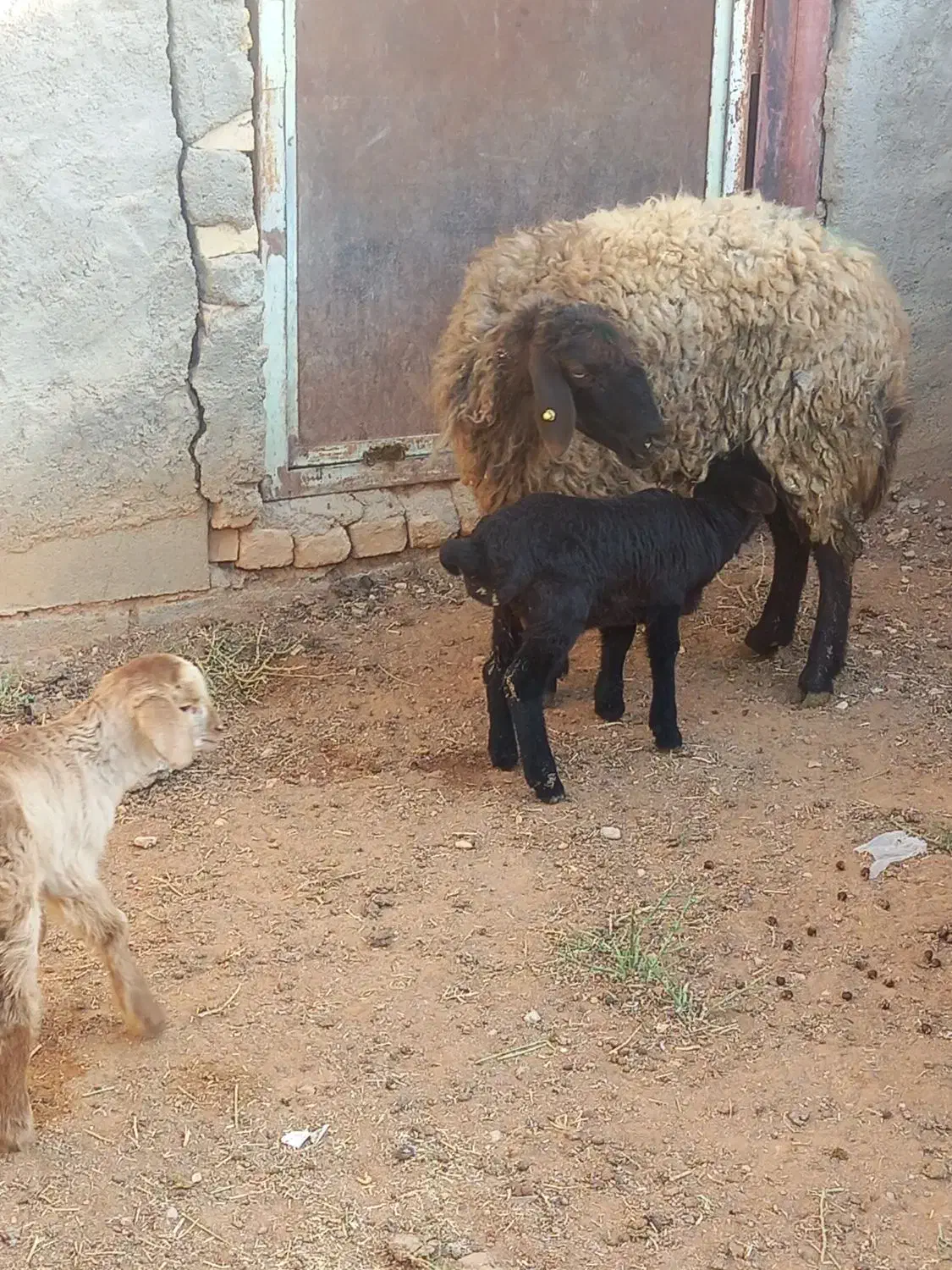 میش بره دار شیشک|حیوانات مزرعه|بجنورد, |دیوار