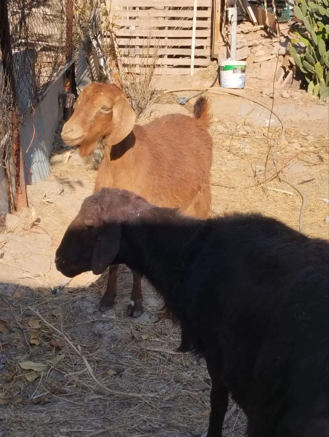 بره قوچ ، بز گوسفند|حیوانات مزرعه|آبیک, |دیوار