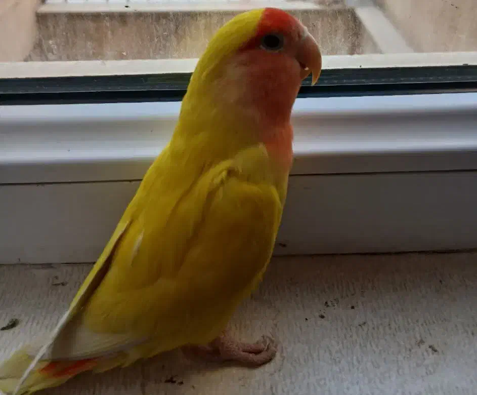 طوطی برزیلی|پرنده|رودهن, |دیوار