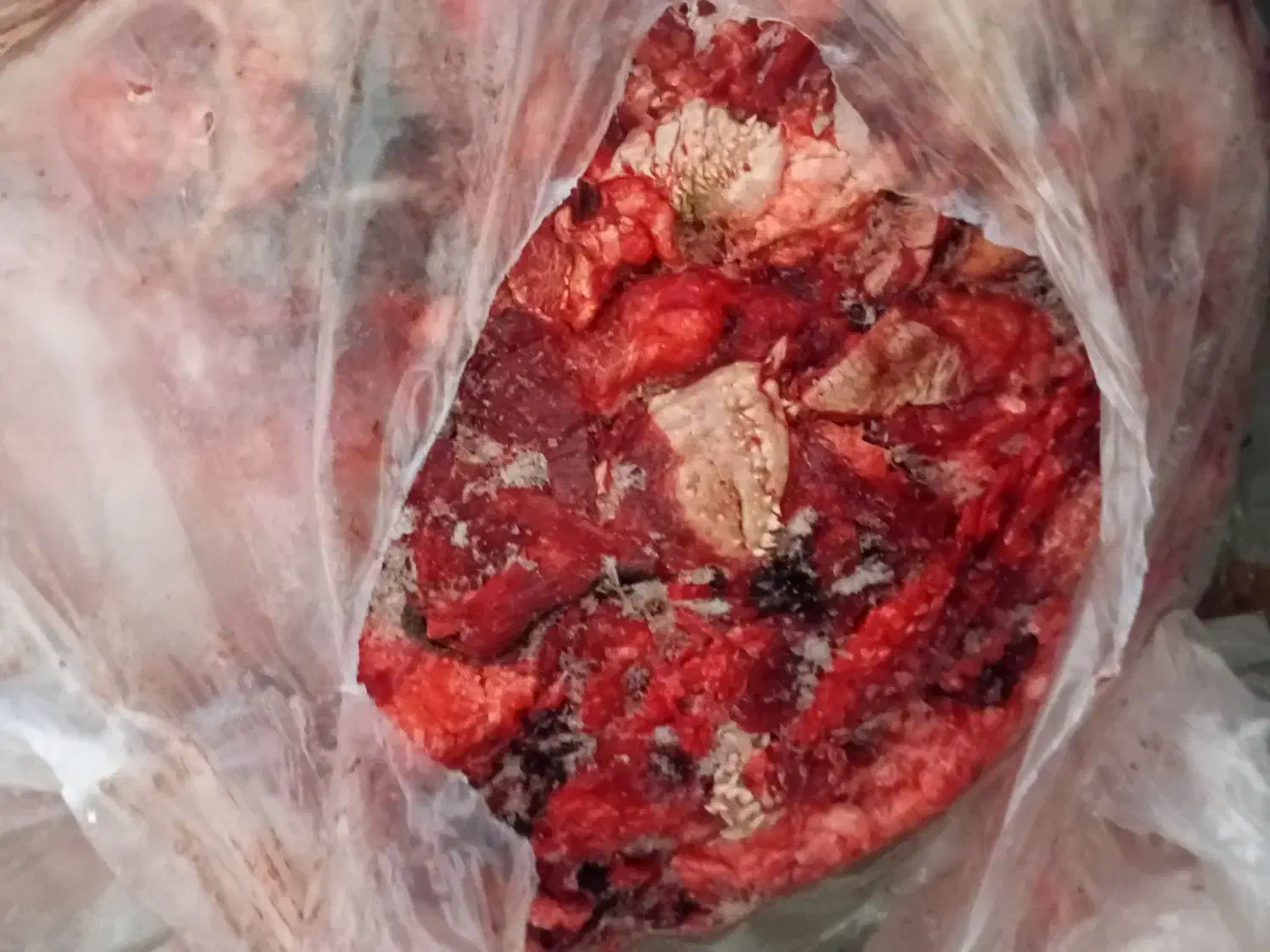 غذای سگ|سگ|میاندوآب, |دیوار